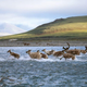 UN Calls for Investigation Into Trump’s Arctic Drilling Plan, Citing Likely Human Rights Abuses